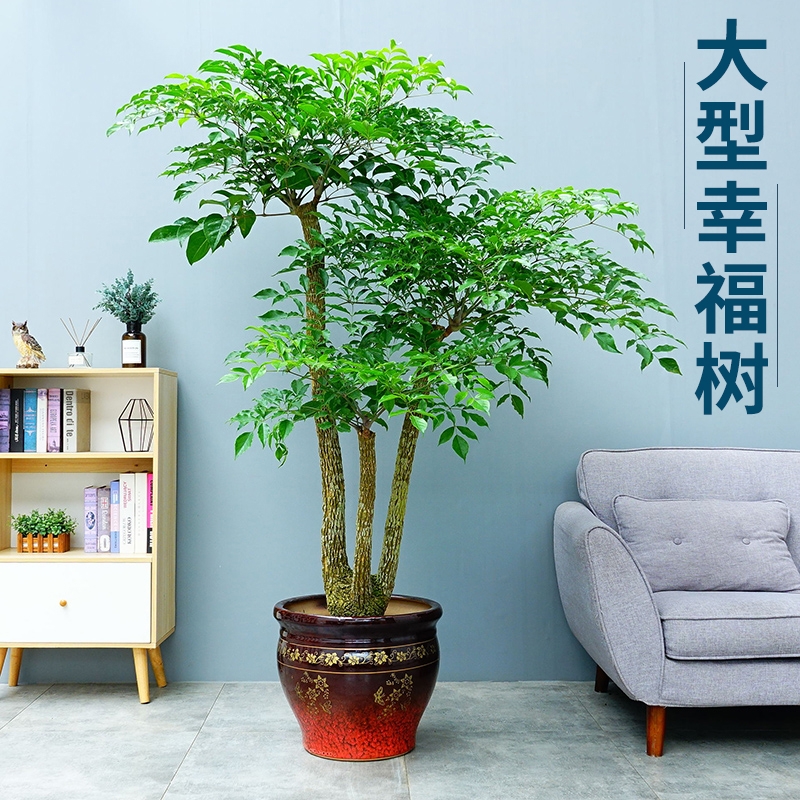 長(zhǎng)沙花卉租擺——綠植租擺-辦公樓擺花-幸福樹大型盆栽花卉室內(nèi)辦公室凈化空氣植物喬遷開業(yè)盆景